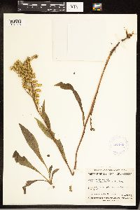 Solidago juncea image