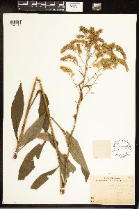 Solidago juncea image