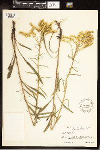 Solidago juncea image