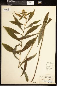 Solidago lancifolia image