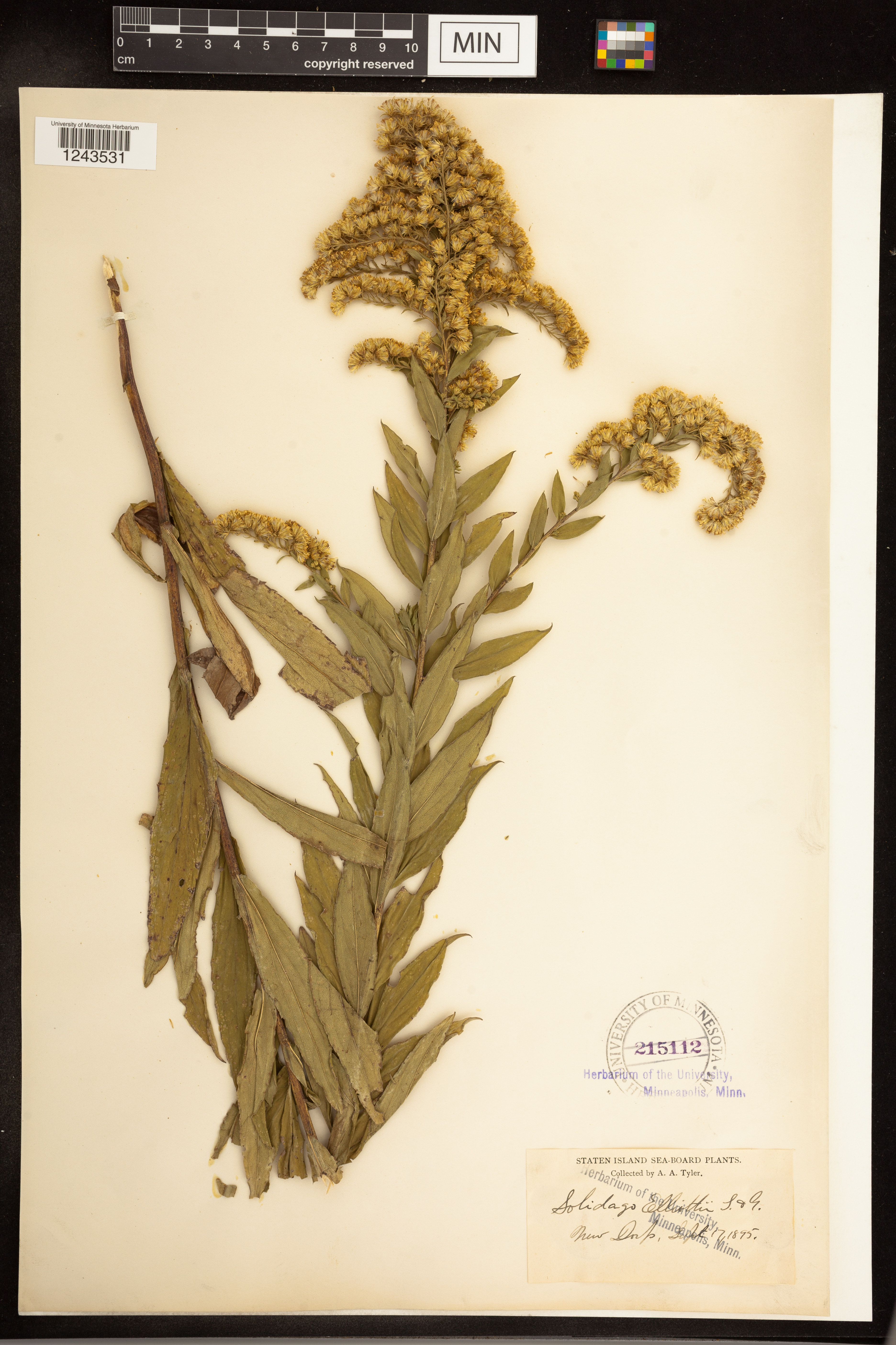 Solidago latissimifolia image