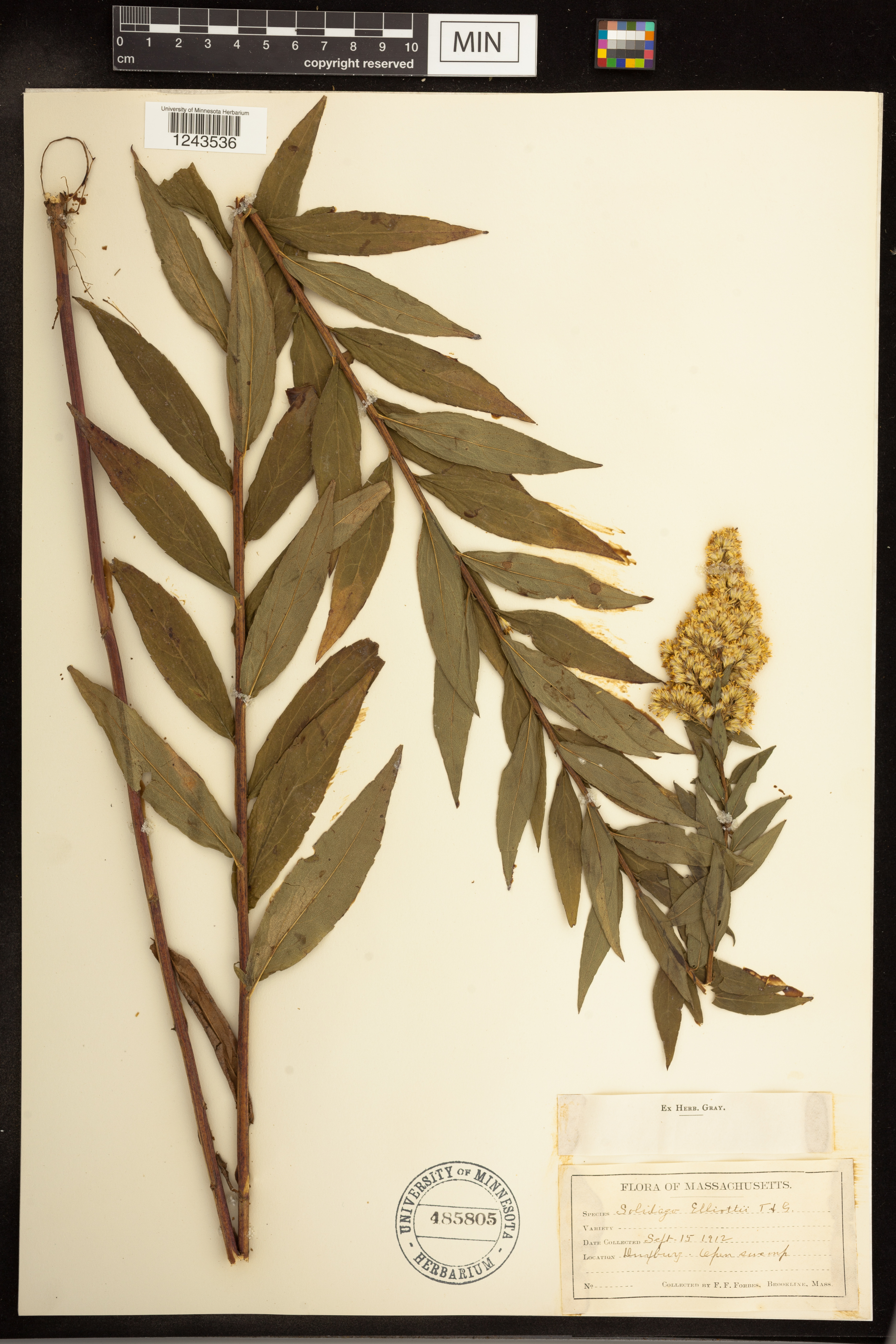 Solidago latissimifolia image