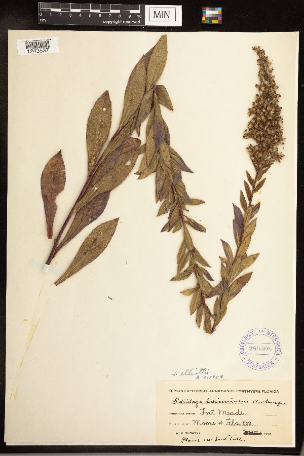 Solidago latissimifolia image