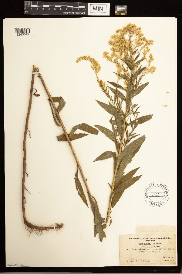 Solidago lepida subsp. fallax image