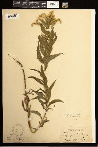 Solidago lepida subsp. fallax image