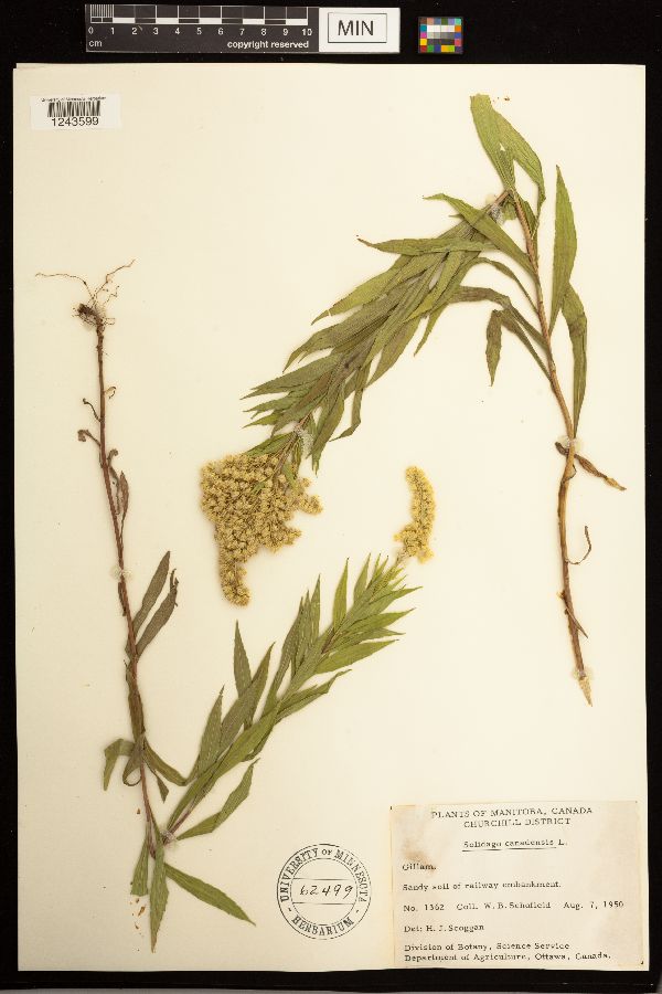 Solidago lepida subsp. fallax image