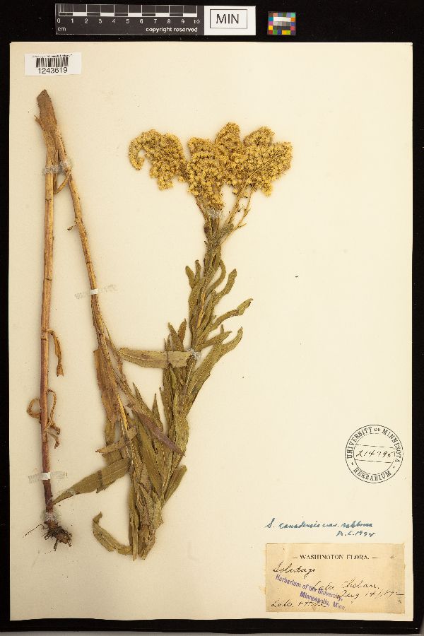 Solidago lepida var. salebrosa image