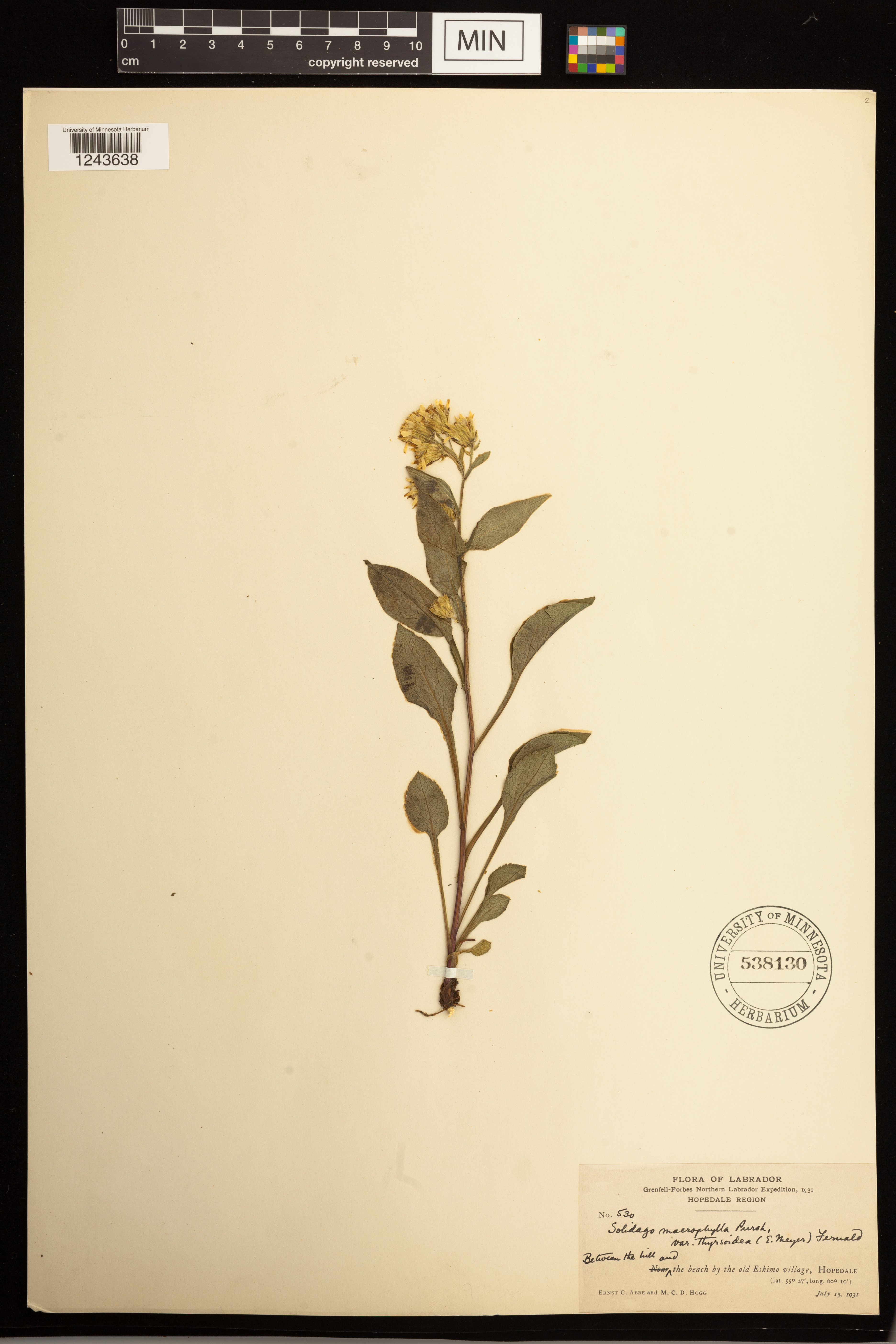 Solidago macrophylla image