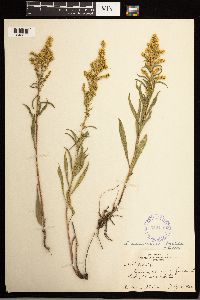 Solidago missouriensis image