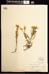 Solidago missouriensis image