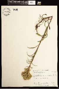 Solidago missouriensis image