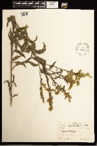 Solidago delicatula image