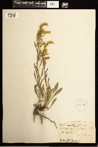 Solidago missouriensis image