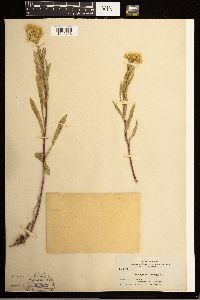 Solidago missouriensis image