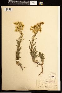 Solidago missouriensis image