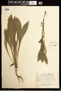 Solidago missouriensis image