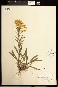 Solidago missouriensis image