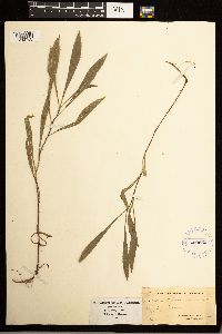 Solidago missouriensis image