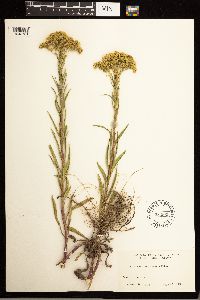 Solidago missouriensis image