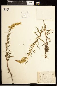 Solidago missouriensis image