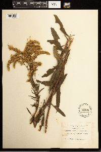 Solidago missouriensis image