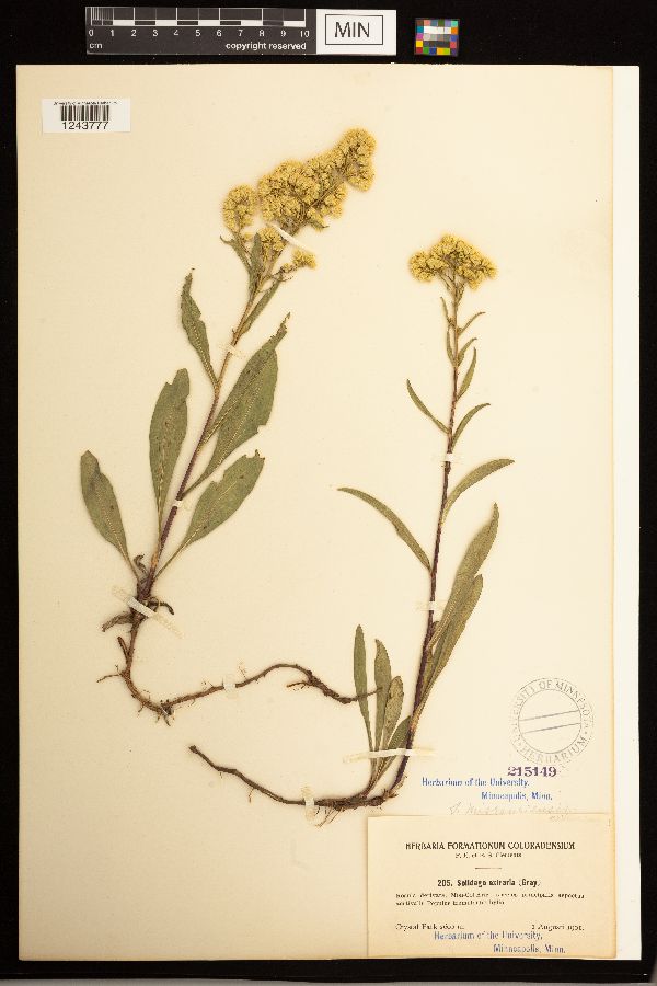 Solidago missouriensis image