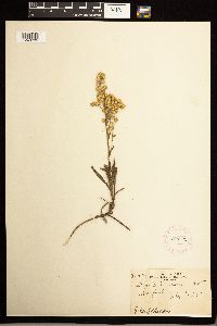 Solidago missouriensis image