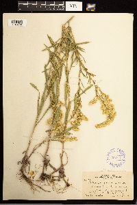 Solidago missouriensis image