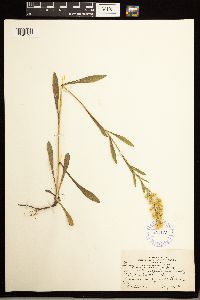 Solidago missouriensis image