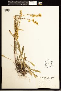 Solidago missouriensis image