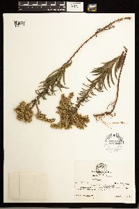 Solidago missouriensis image