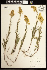 Solidago missouriensis image