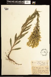 Solidago missouriensis image