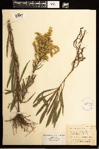 Solidago missouriensis image