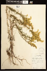 Solidago missouriensis image