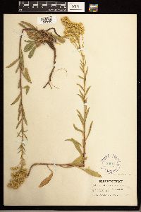 Solidago missouriensis image