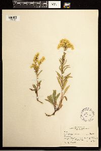 Solidago missouriensis image