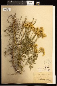 Solidago missouriensis image