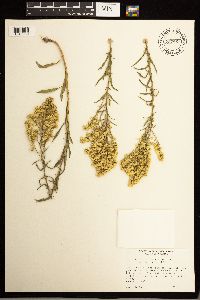 Solidago missouriensis image