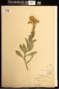 Solidago missouriensis image