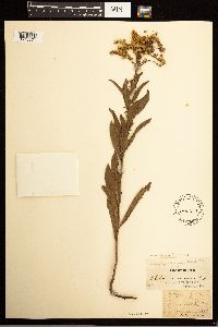 Solidago missouriensis image