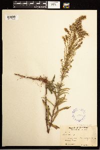 Solidago missouriensis image