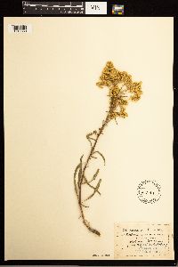 Solidago missouriensis image