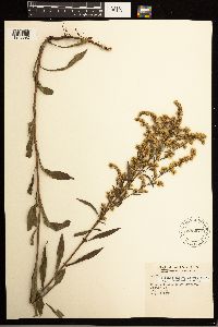 Solidago missouriensis image