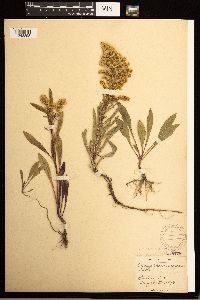 Solidago missouriensis image