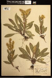 Solidago missouriensis image