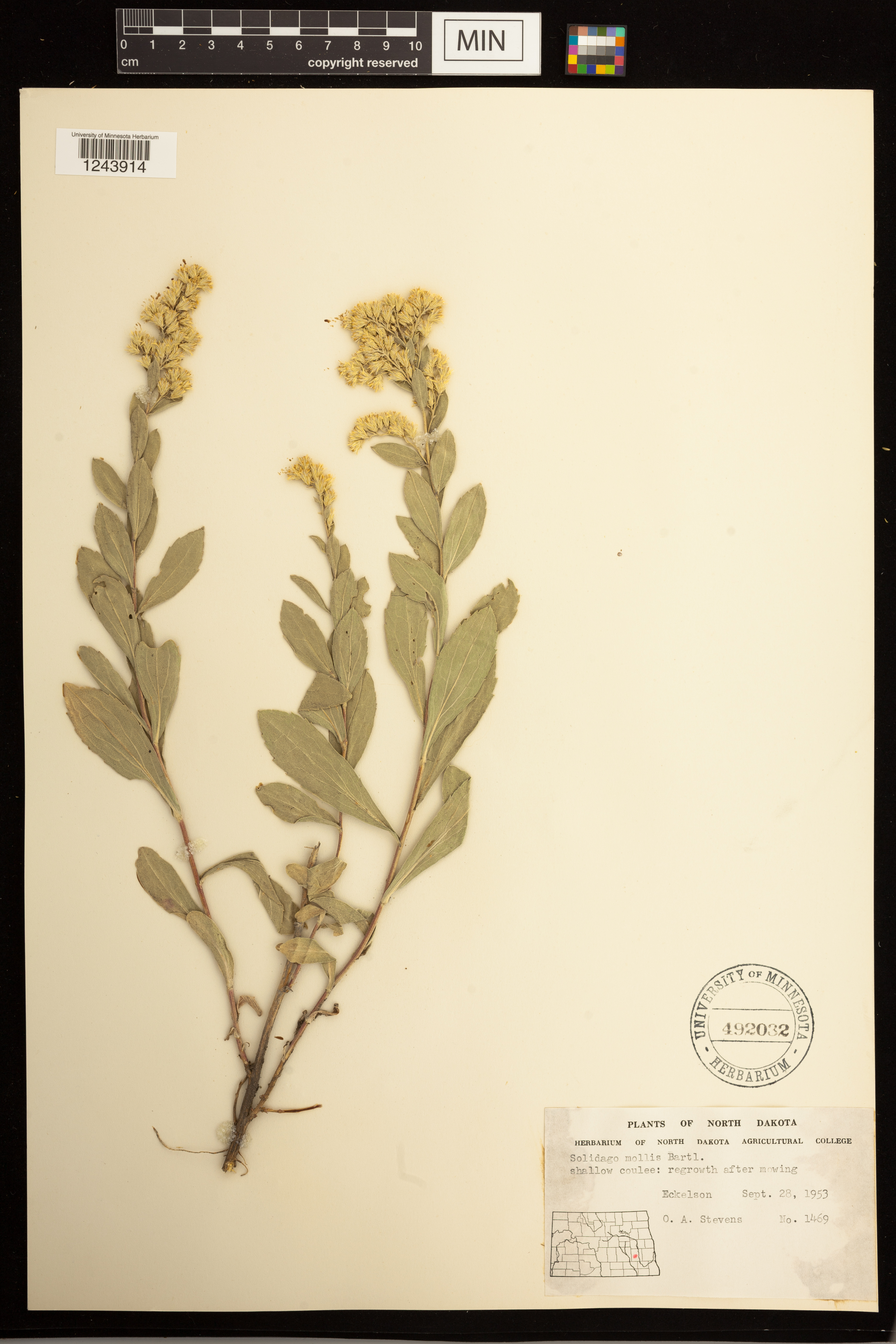 Solidago mollis image