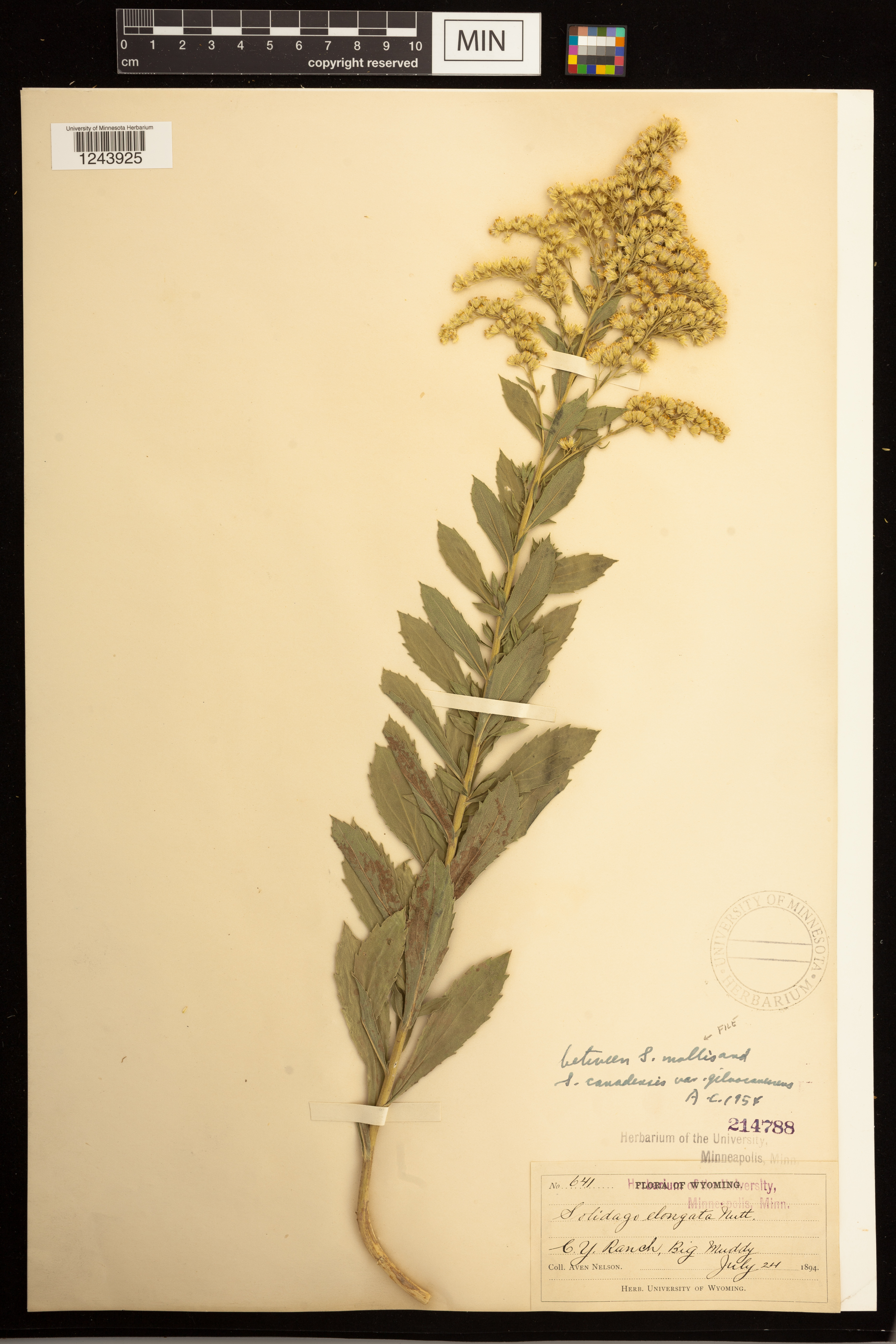 Solidago mollis image