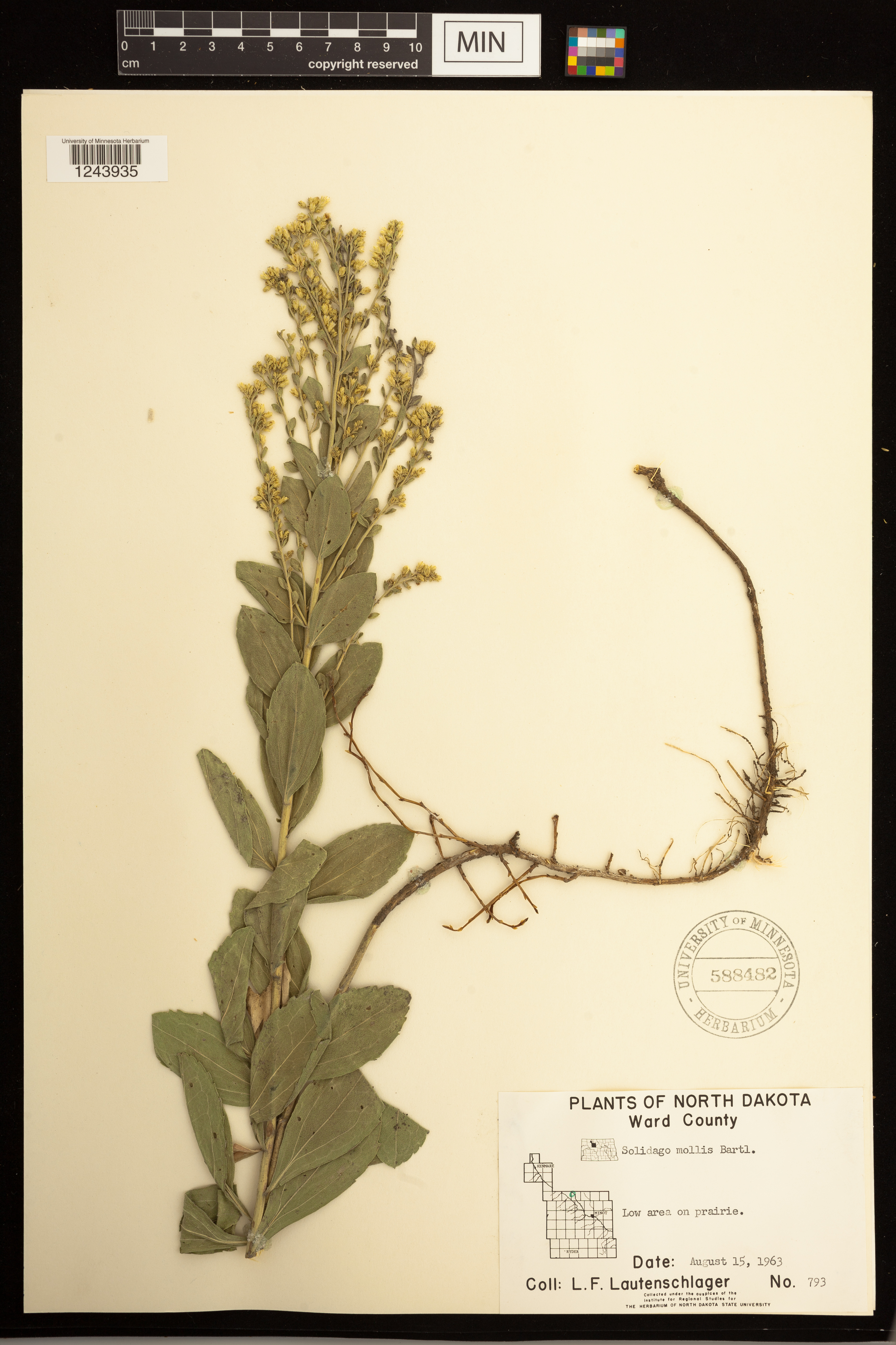 Solidago mollis image