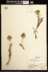 Solidago multiradiata image